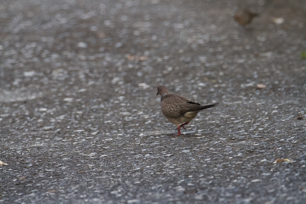 Spotted Dove - ML615915010