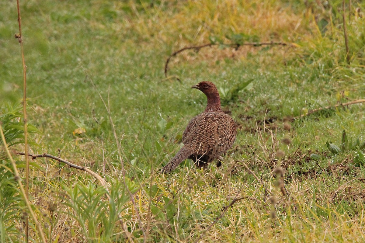 Ring-necked Pheasant - Stéphan Hinguant