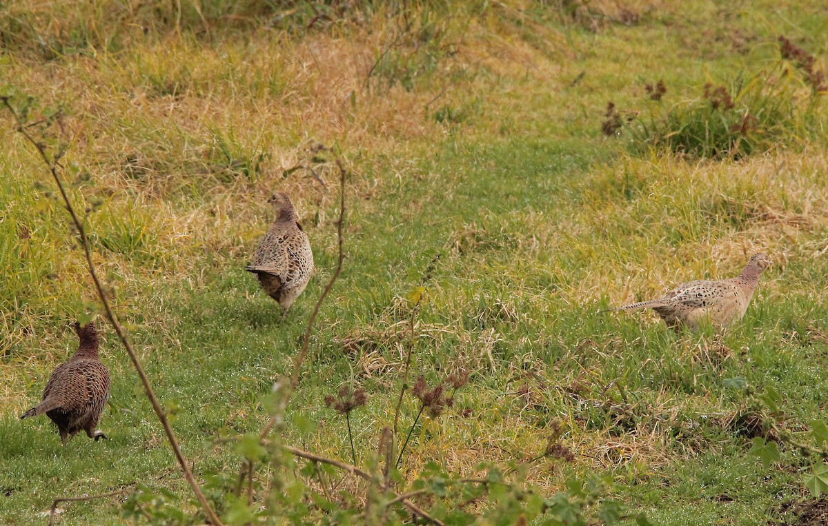 Ring-necked Pheasant - Stéphan Hinguant