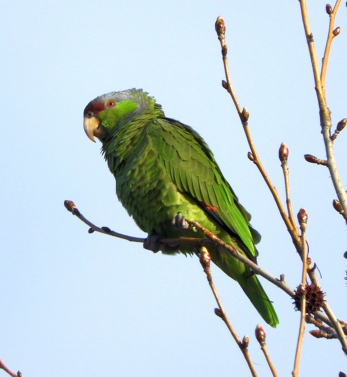 Lilac-crowned Parrot - ML615915182