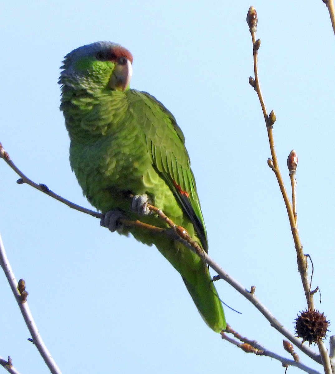Lilac-crowned Parrot - ML615915183