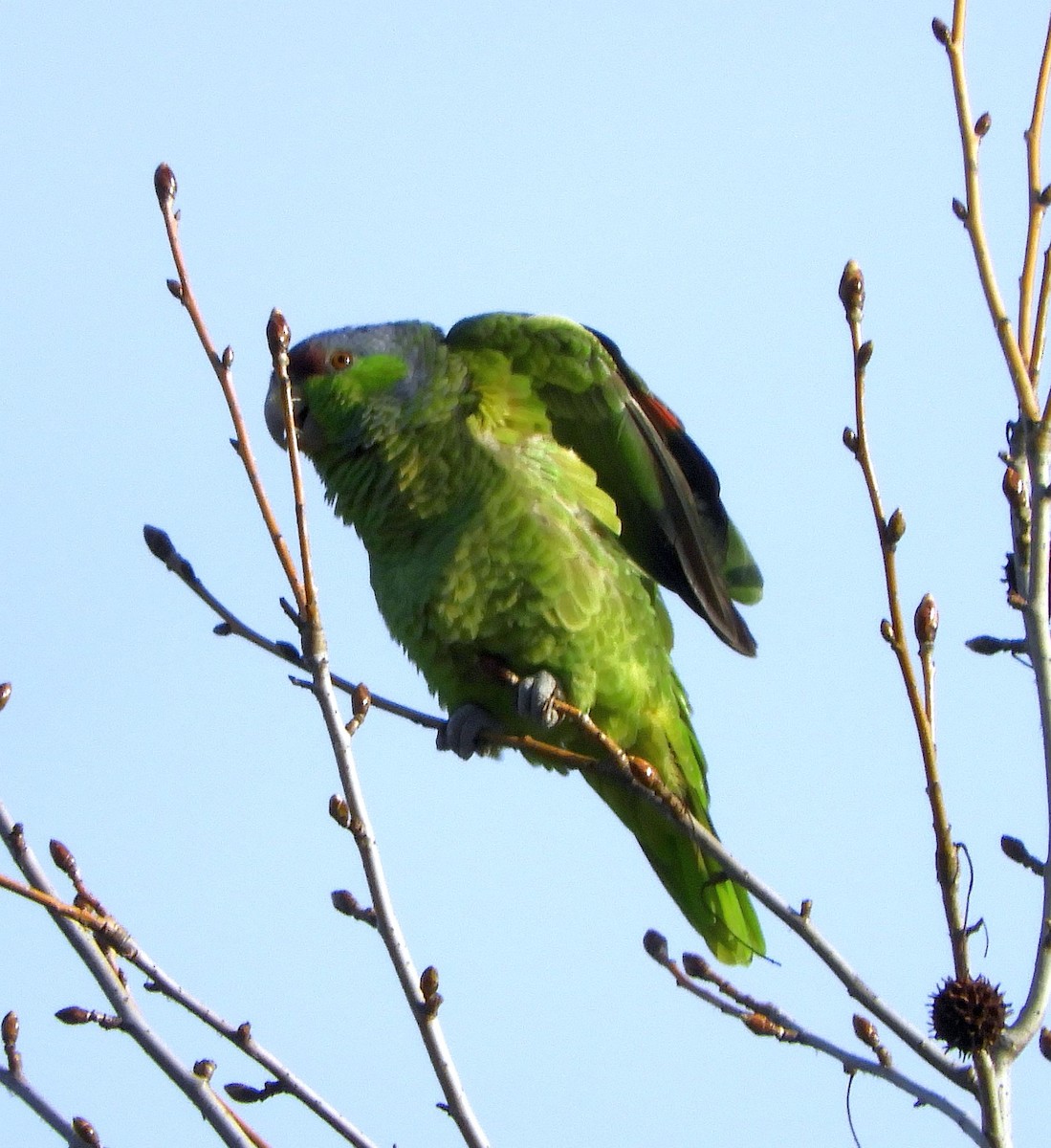 Lilac-crowned Parrot - ML615915184