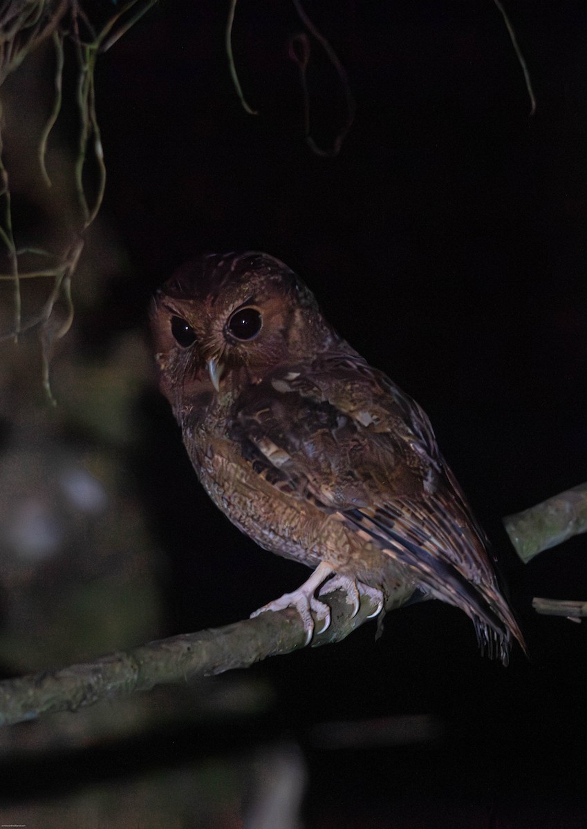 Rufescent Screech-Owl - ML615915330