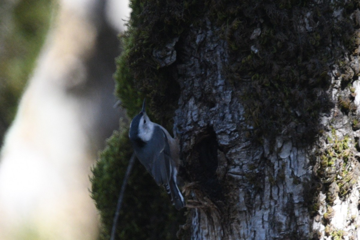White-breasted Nuthatch (Pacific) - Max Brodie