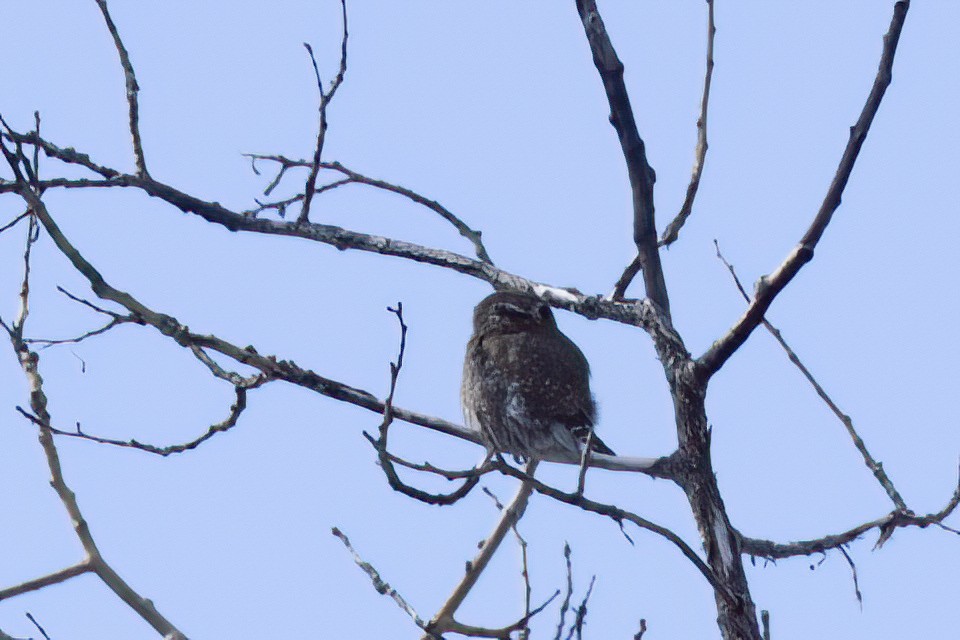 Northern Pygmy-Owl - ML615915389