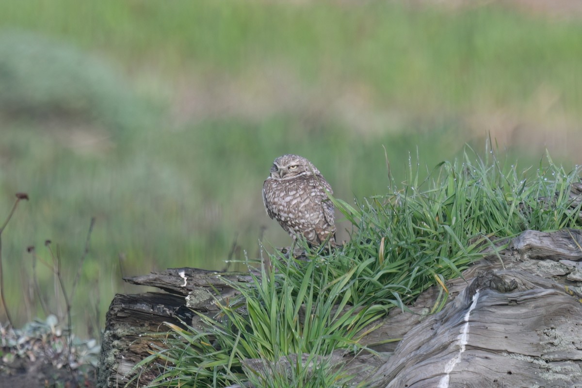 Burrowing Owl - ML615915451