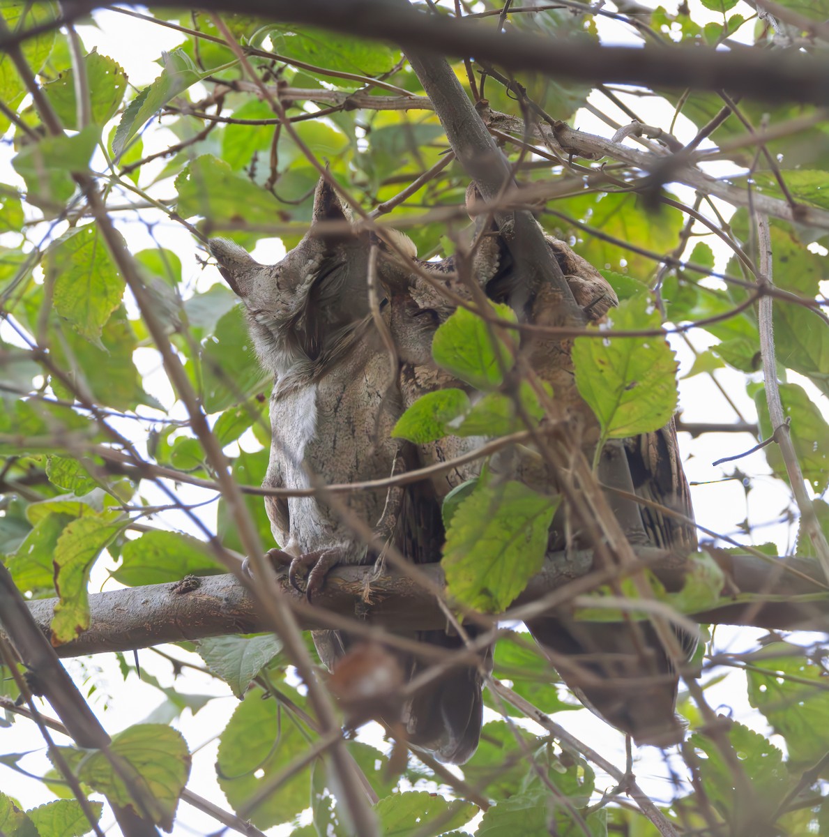 Indian Scops-Owl - ML615915564