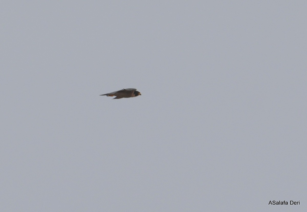 Peregrine Falcon (Mediterranean) - ML615915668