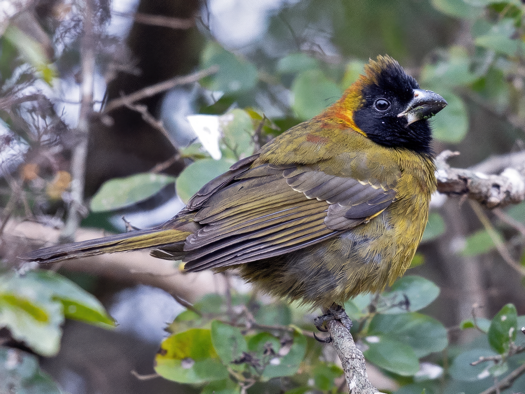 Crimson-collared Grosbeak - eBird