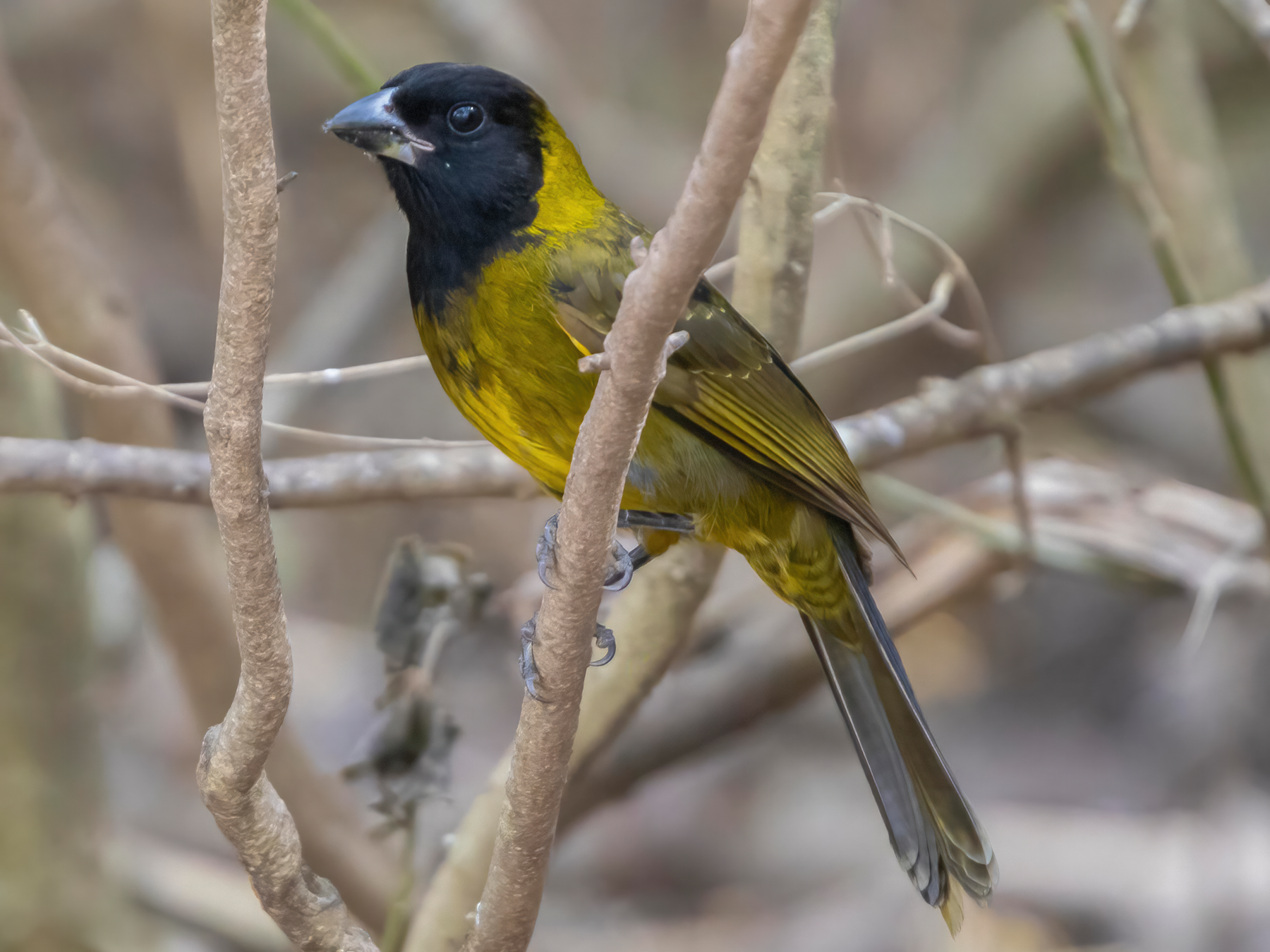 Crimson-collared Grosbeak - eBird
