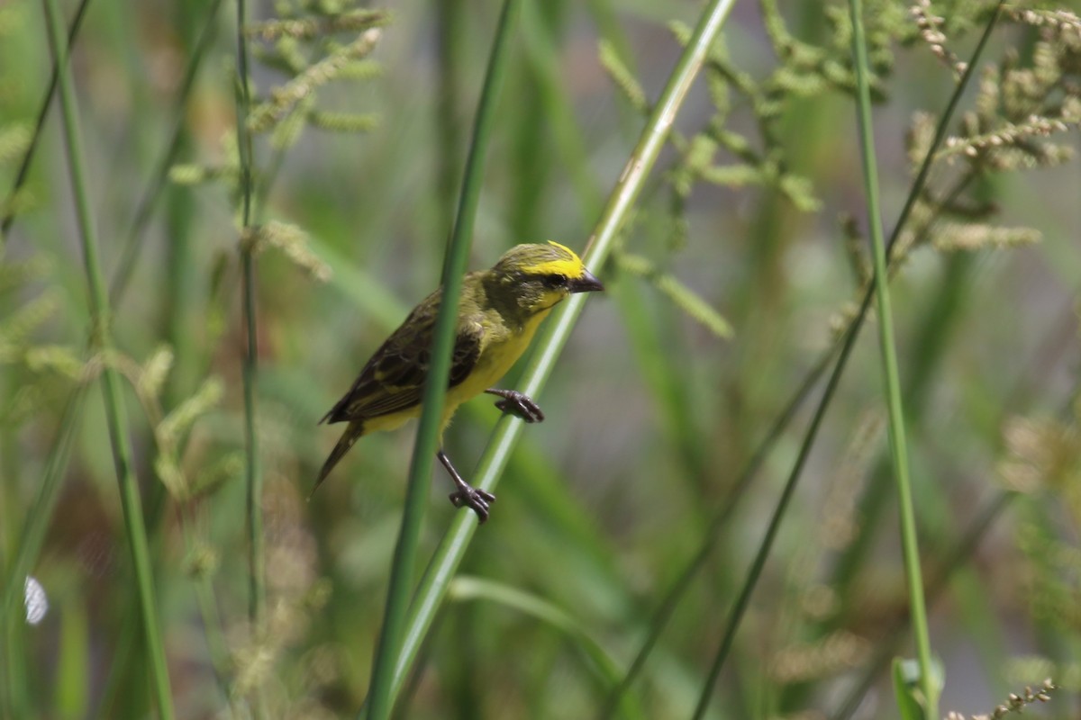 Yellow-fronted Canary - ML615915938