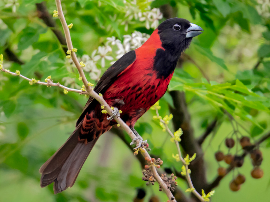 Crimson-collared Grosbeak - eBird
