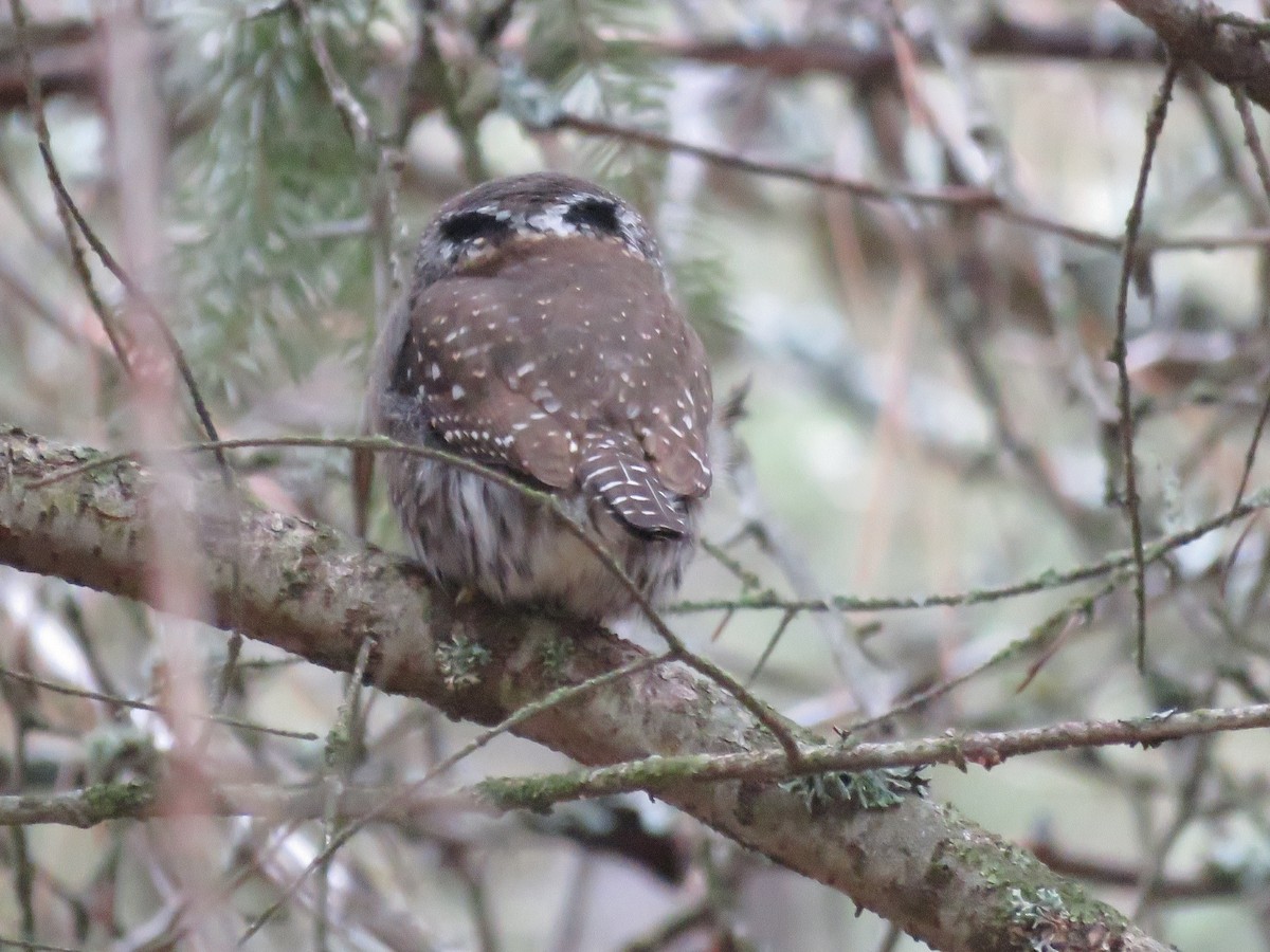 Northern Pygmy-Owl - ML615915959