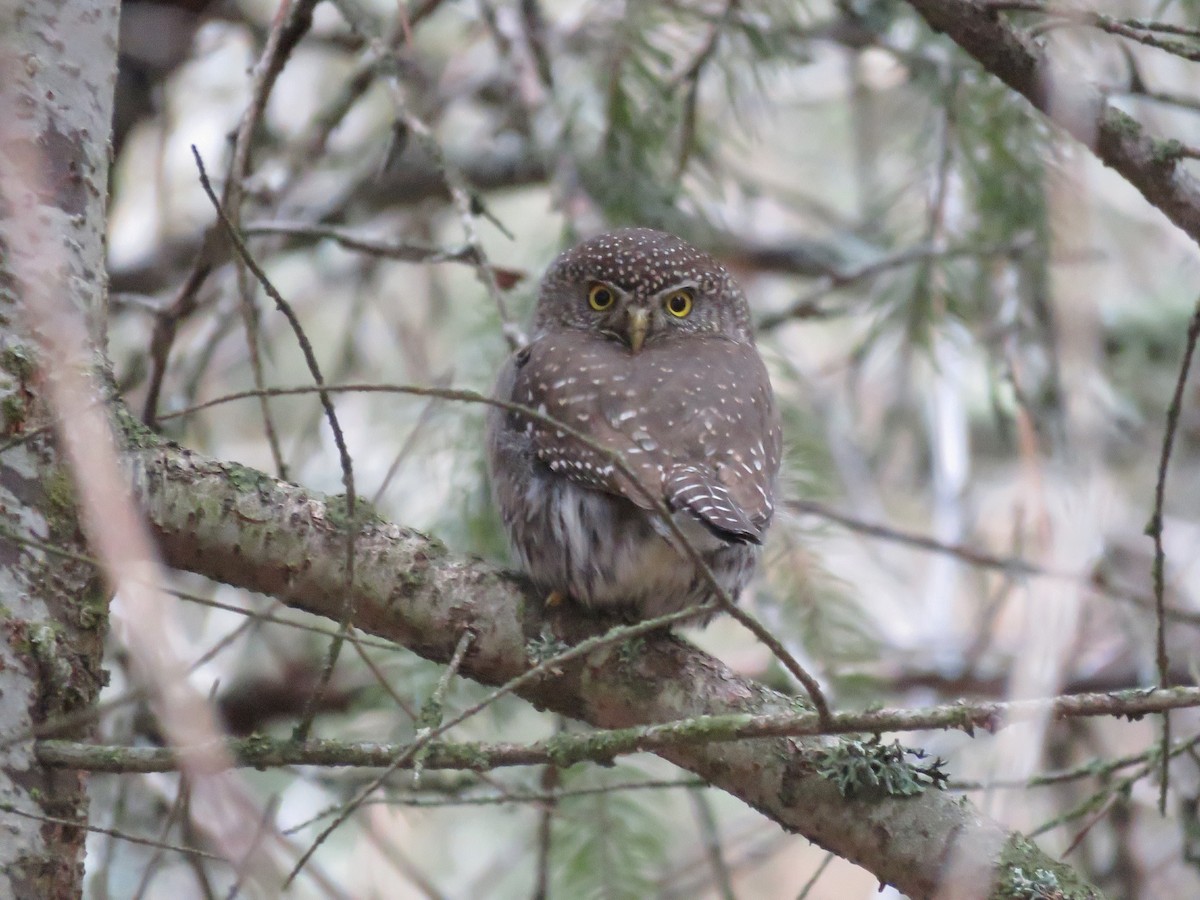 Northern Pygmy-Owl - ML615915960