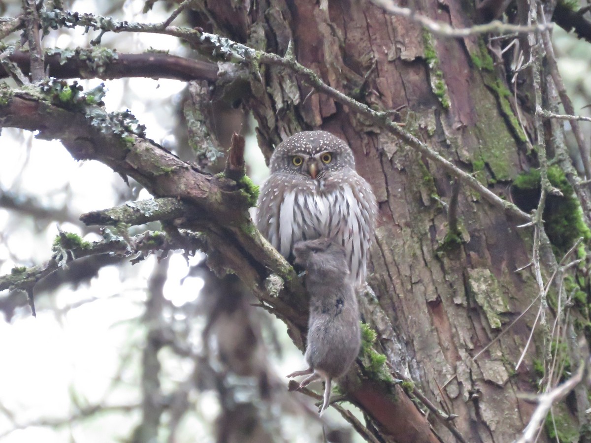 Northern Pygmy-Owl - ML615915964