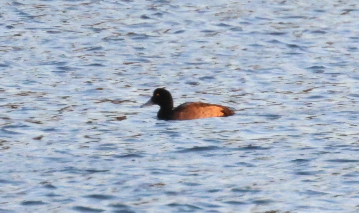 Greater Scaup - ML615915967
