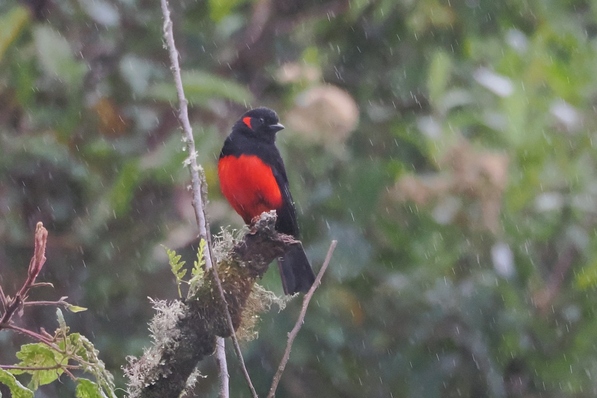 Scarlet-bellied Mountain Tanager - Beth McBroom