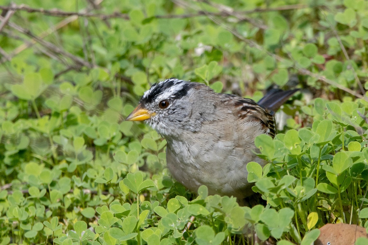 White-crowned Sparrow - ML615916057