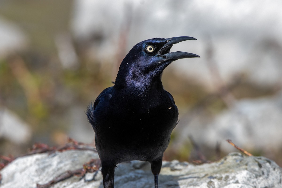 Great-tailed Grackle - ML615916059