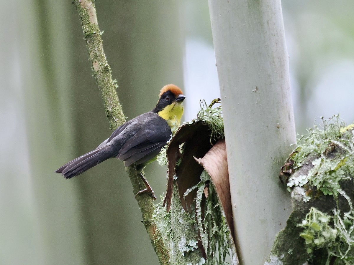 Yellow-breasted Brushfinch (Yellow-breasted) - ML615916071