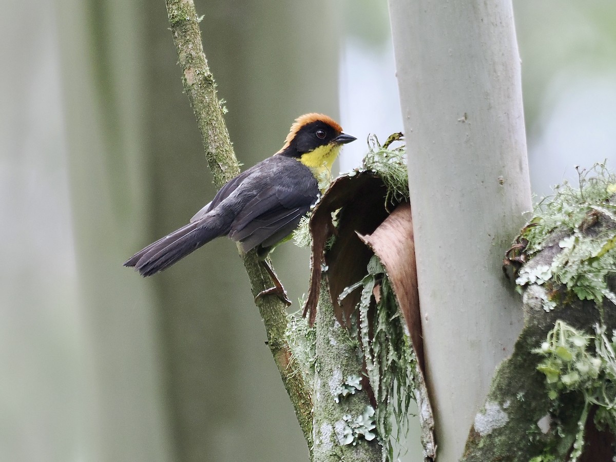Yellow-breasted Brushfinch (Yellow-breasted) - Gabriel Willow