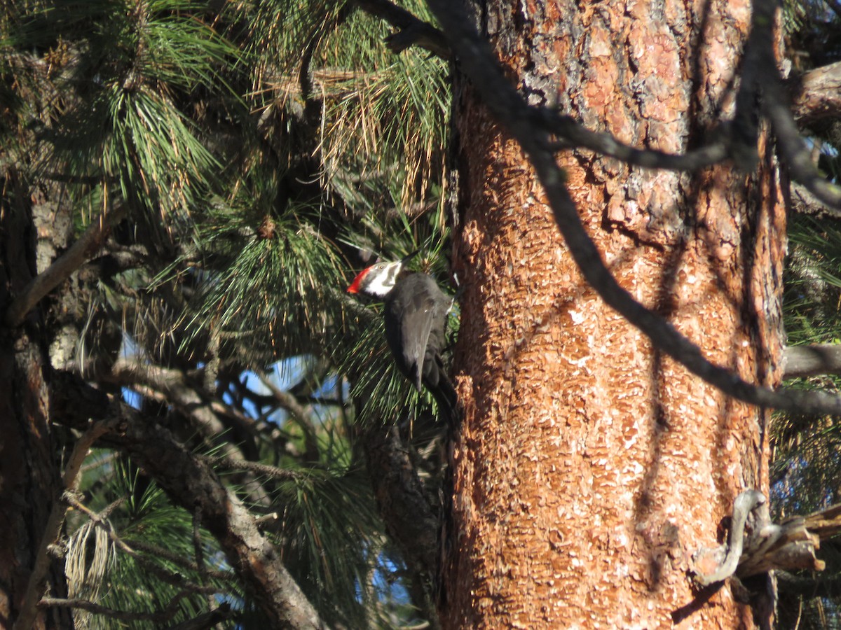 Pileated Woodpecker - ML615916081