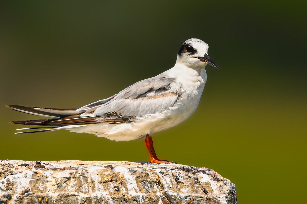 Forster's Tern - Nathanial O’Connell