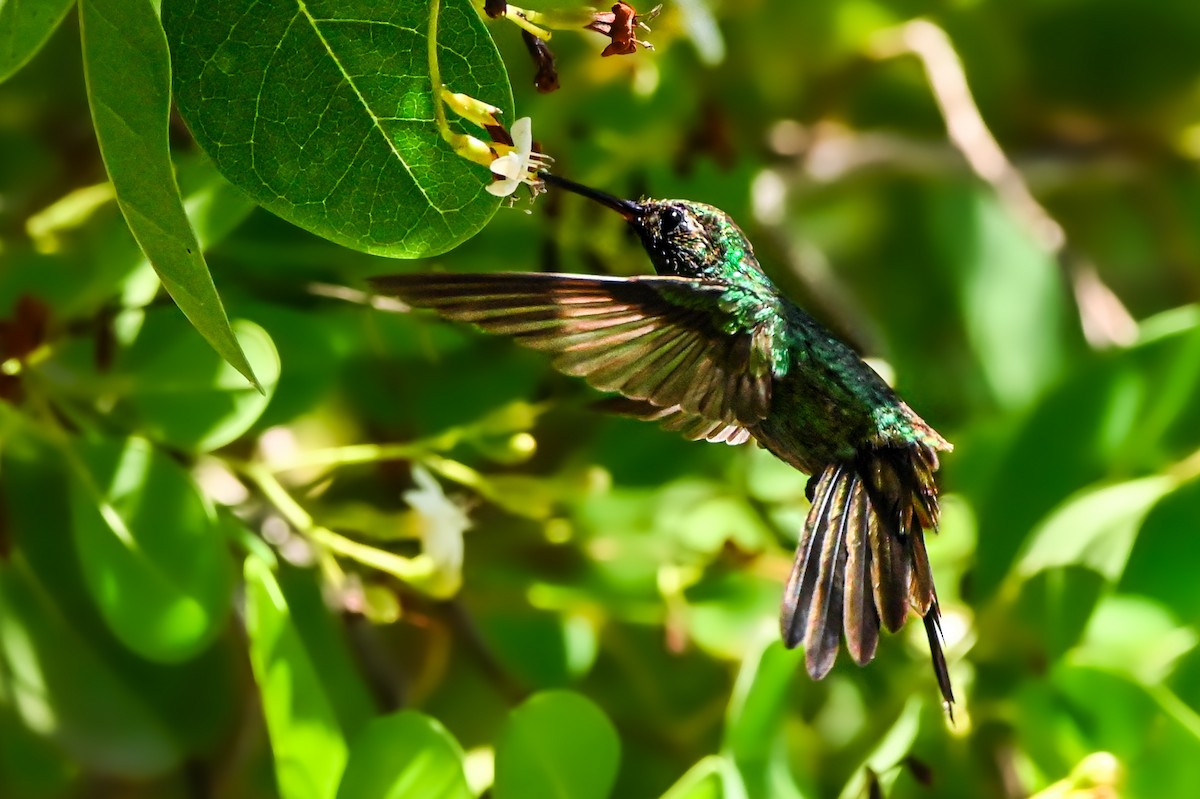 kolibřík kubánský - ML615916216