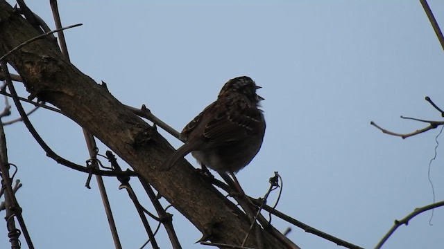 White-throated Sparrow - ML615916367