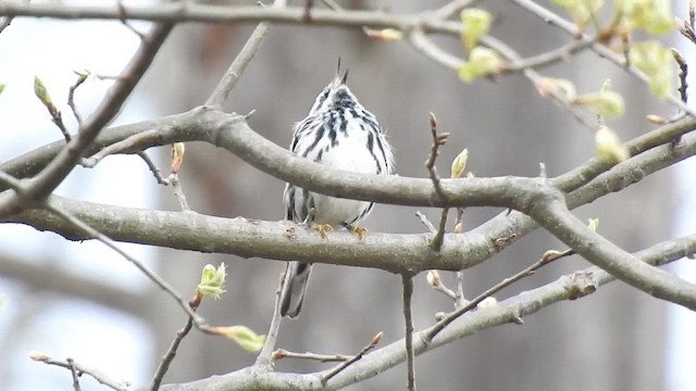 Black-and-white Warbler - ML615916477