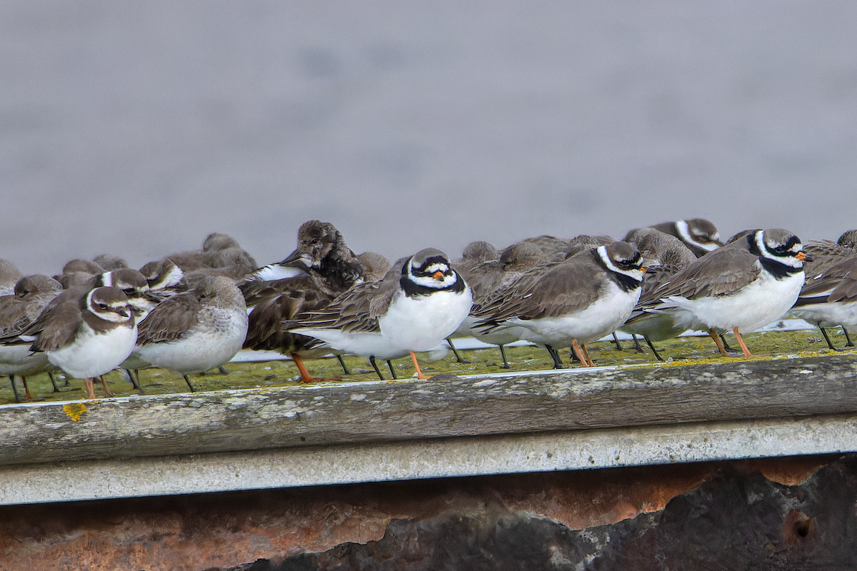 Common Ringed Plover - ML615916483