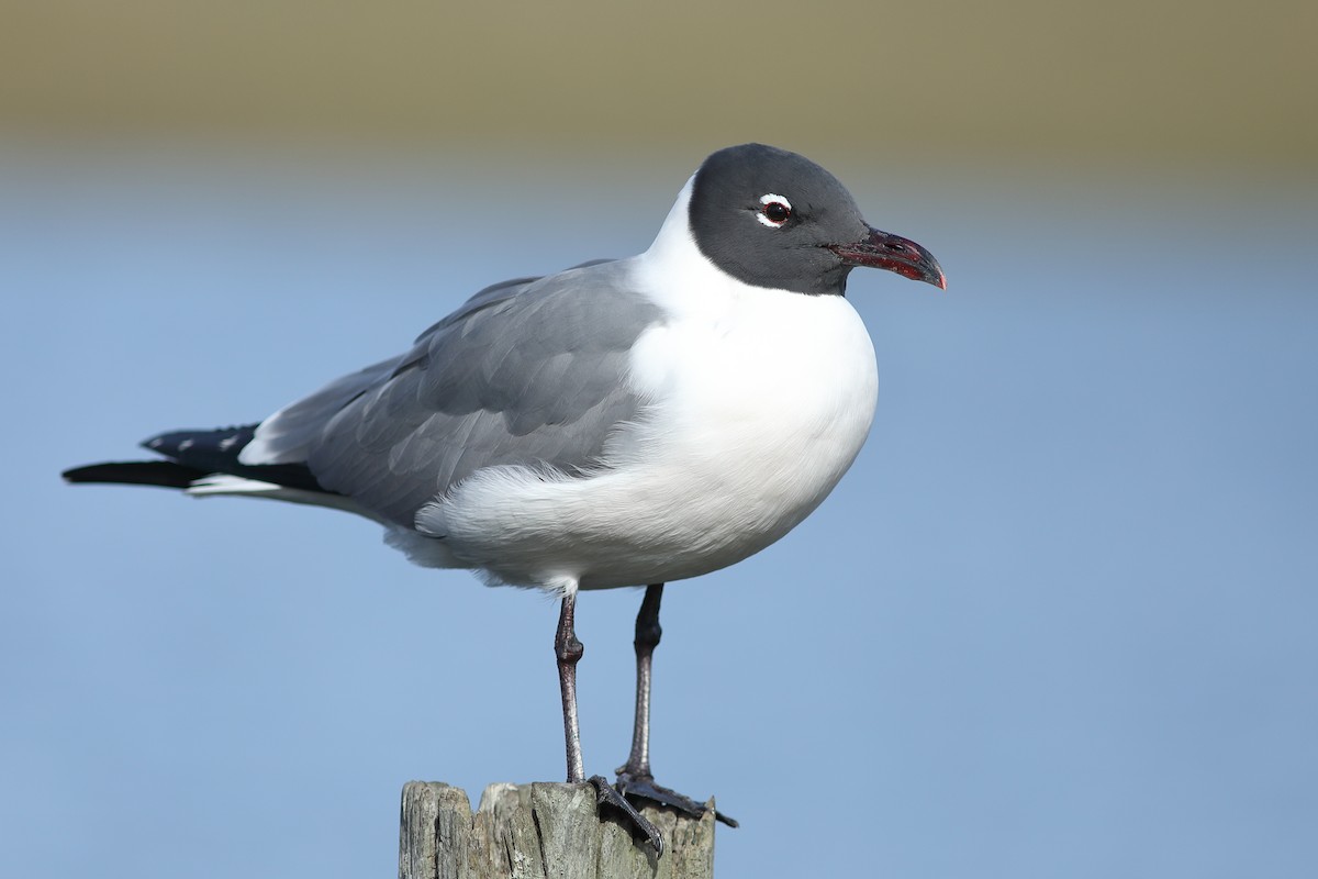 Laughing Gull - Vince Capp