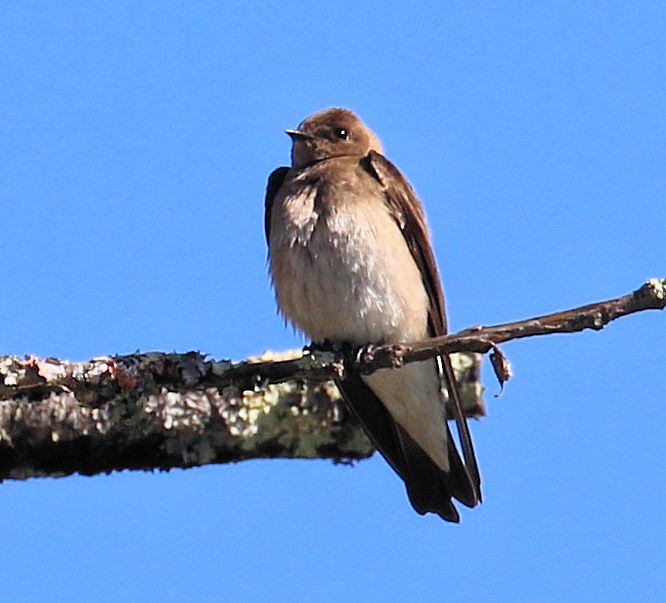Northern Rough-winged Swallow - ML615916693