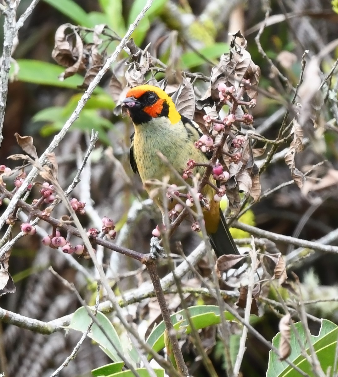 Flame-faced Tanager - ML615916711