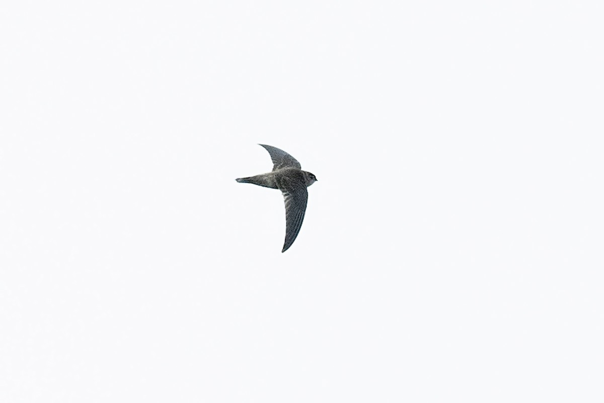 Indian Swiftlet - ML615916974