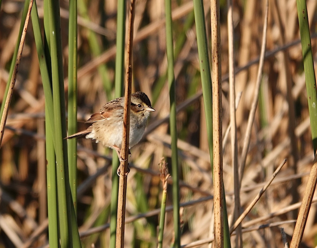 Swamp Sparrow - ML615917059