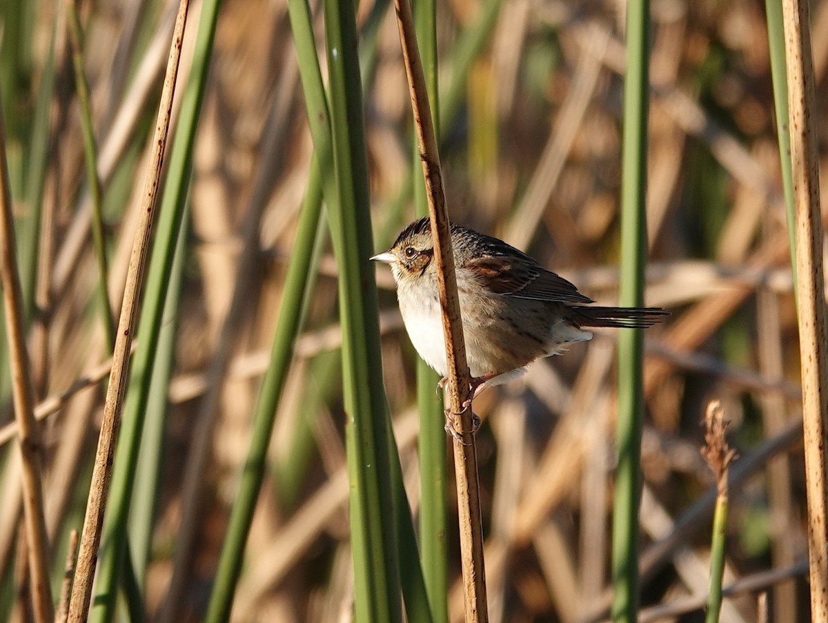 Swamp Sparrow - ML615917060