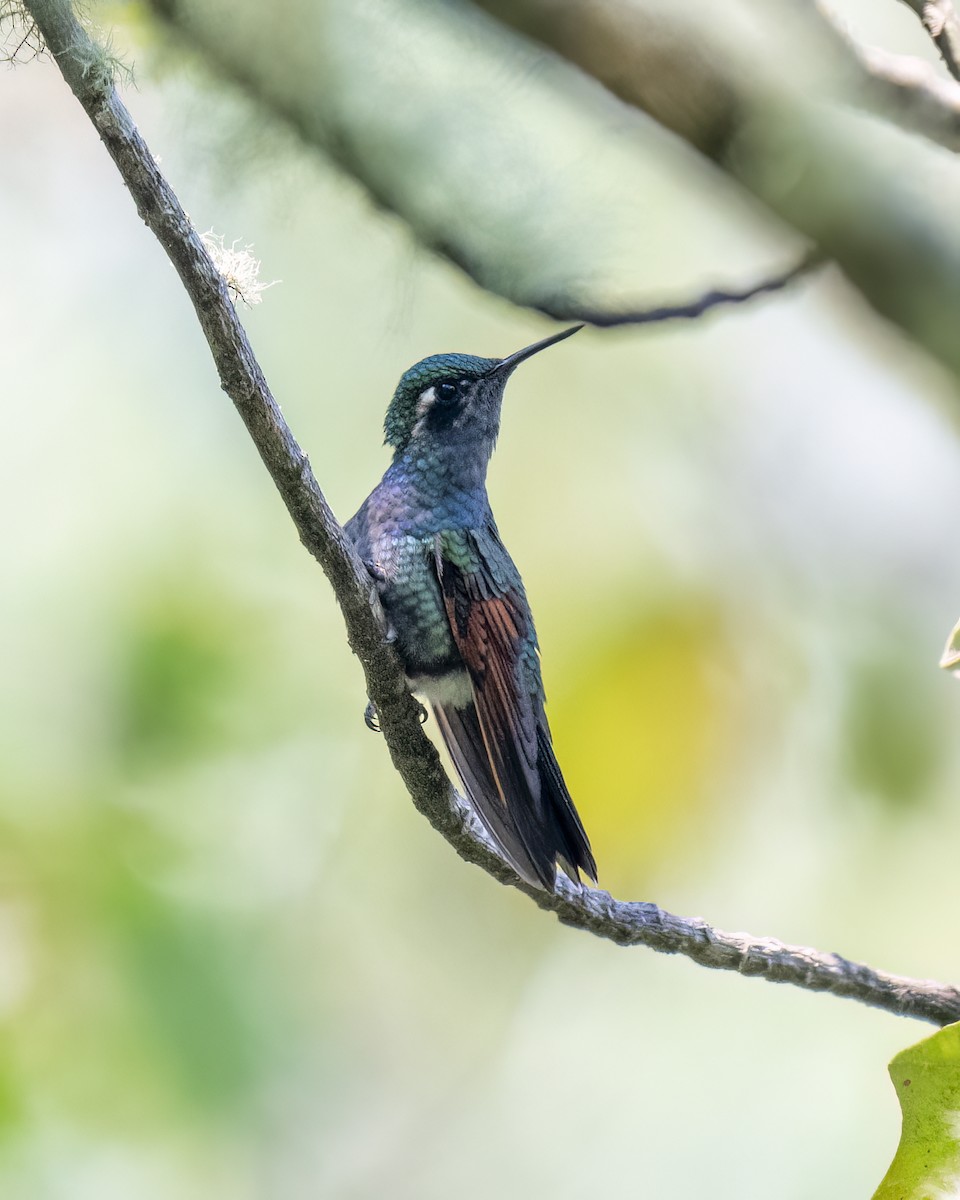 Garnet-throated Hummingbird - ML615917146