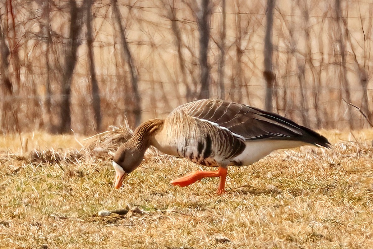 Greater White-fronted Goose - Jane Smith