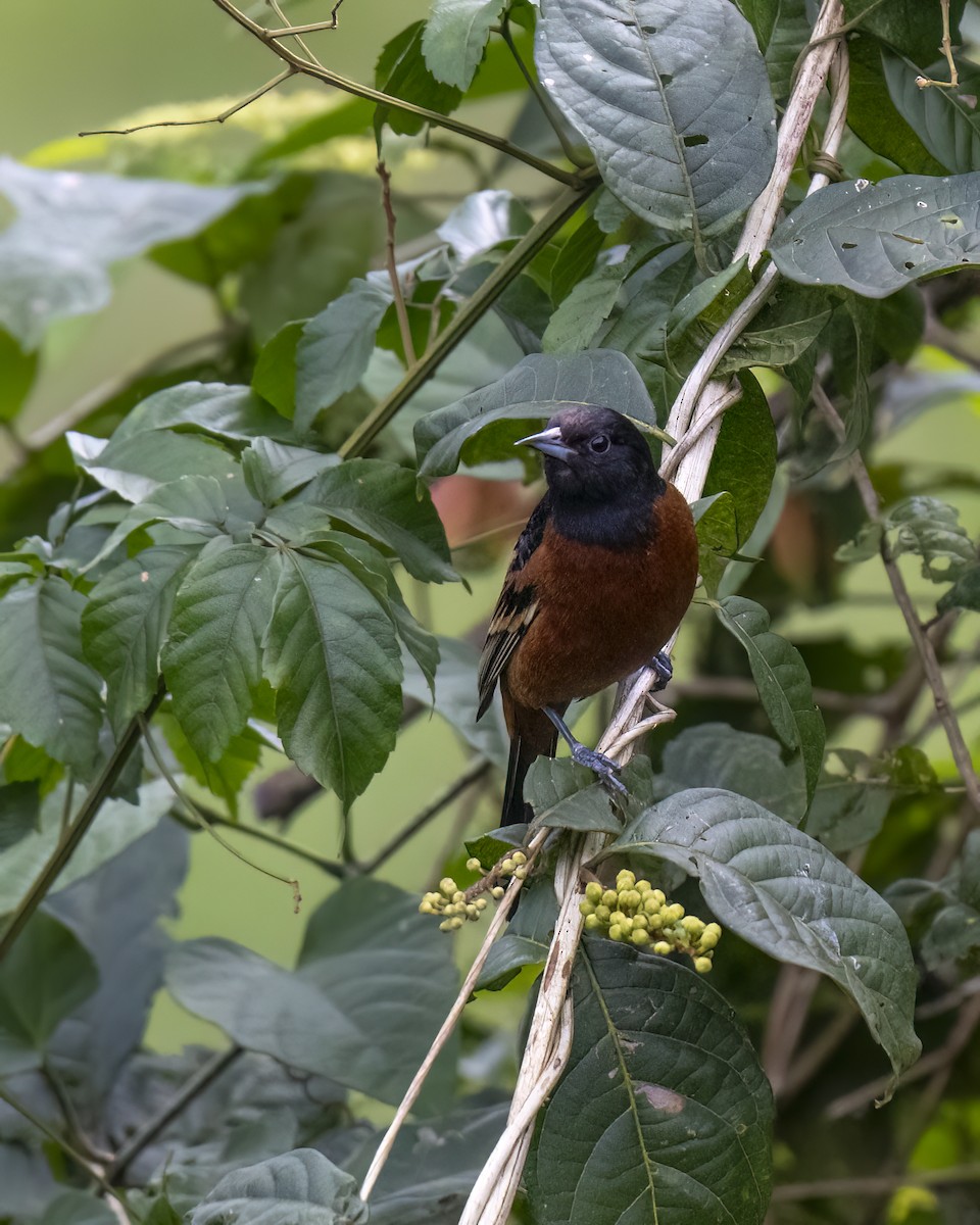 Orchard Oriole - ML615917461
