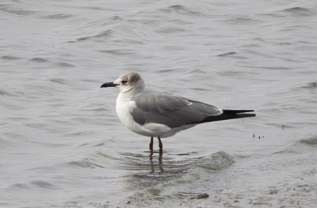 Laughing Gull - Wendy Beers