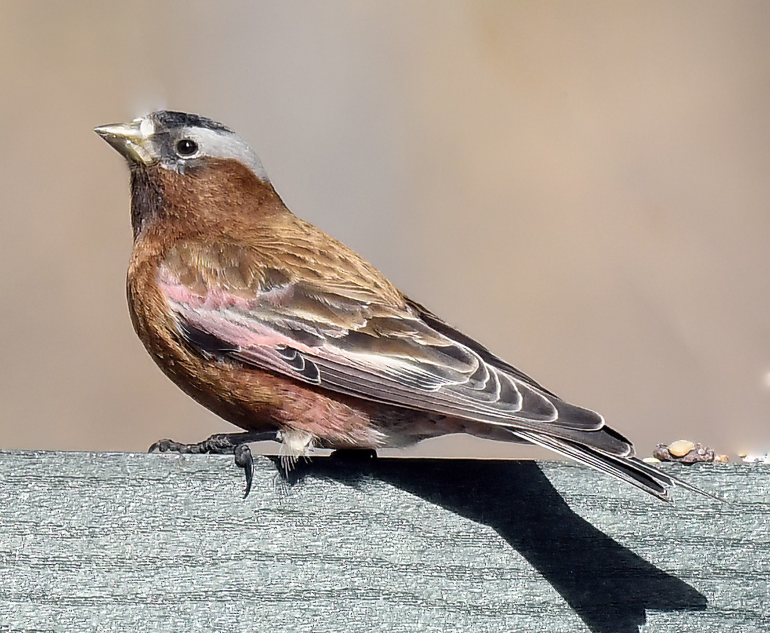Gray-crowned Rosy-Finch - ML615917495