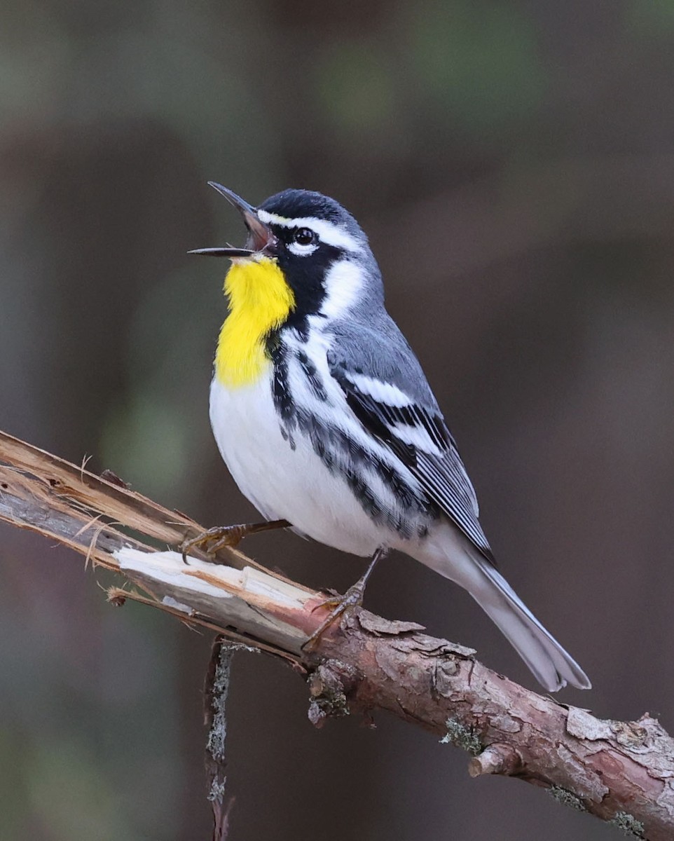 Yellow-throated Warbler - Mike Sweet