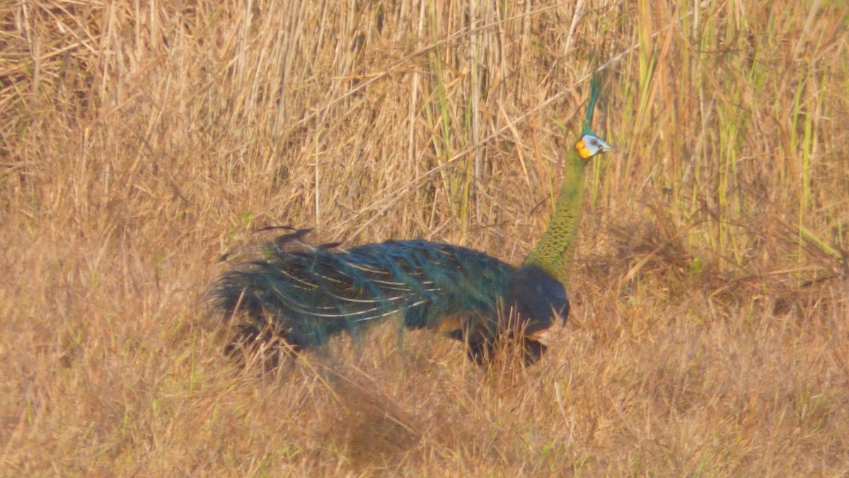 Green Peafowl - Rustom Jamadar