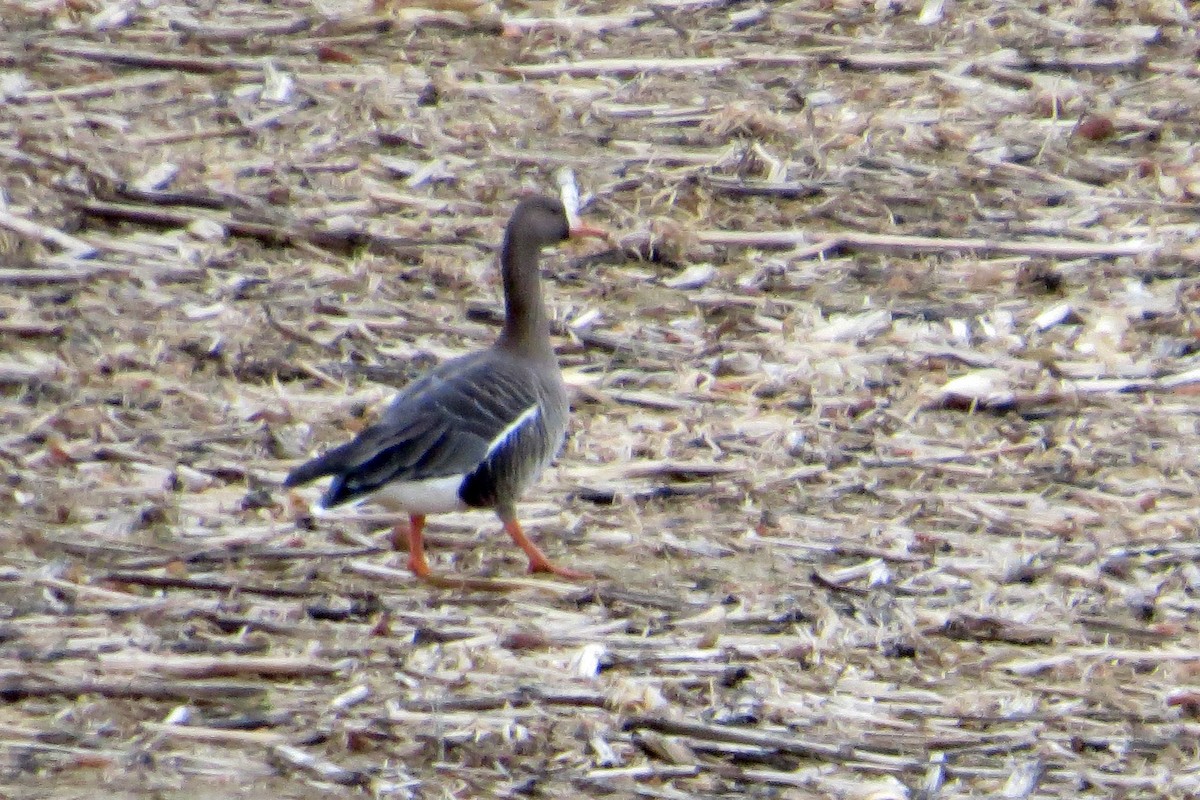 Greater White-fronted Goose - ML615917592