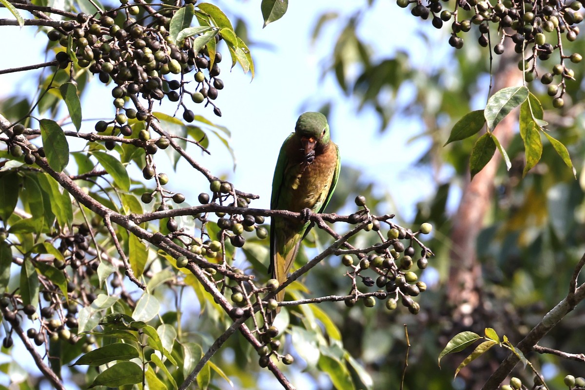 Olive-throated Parakeet - ML615917596