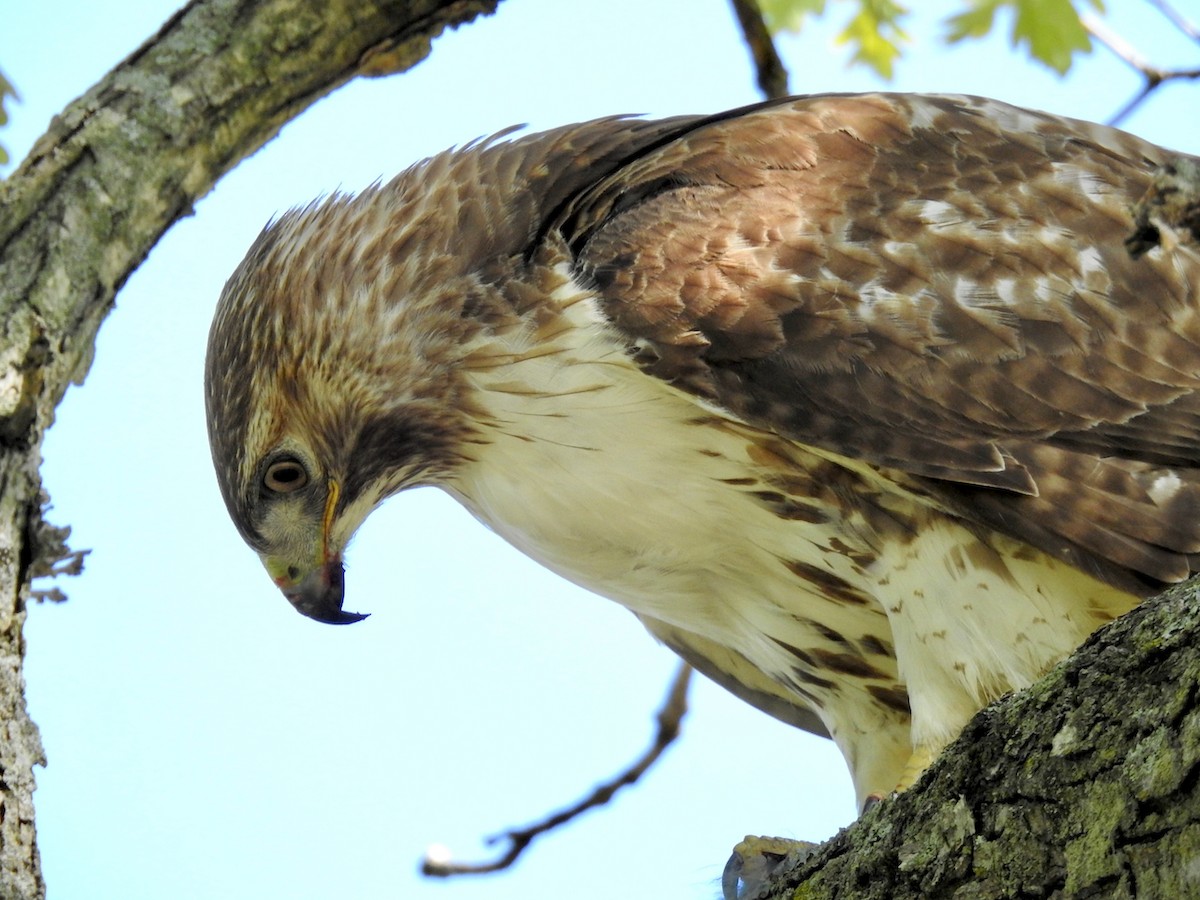 Red-tailed Hawk - ML615917608
