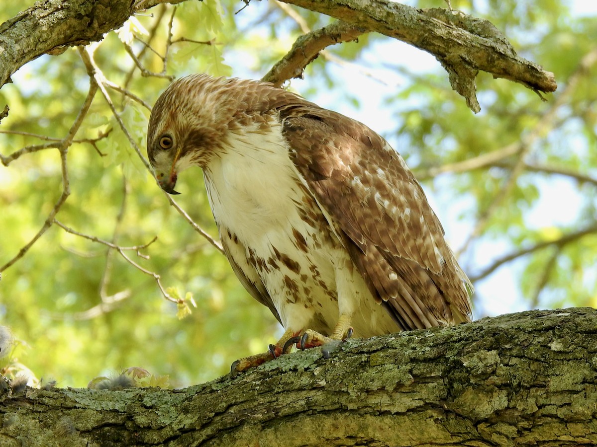 Red-tailed Hawk - ML615917610