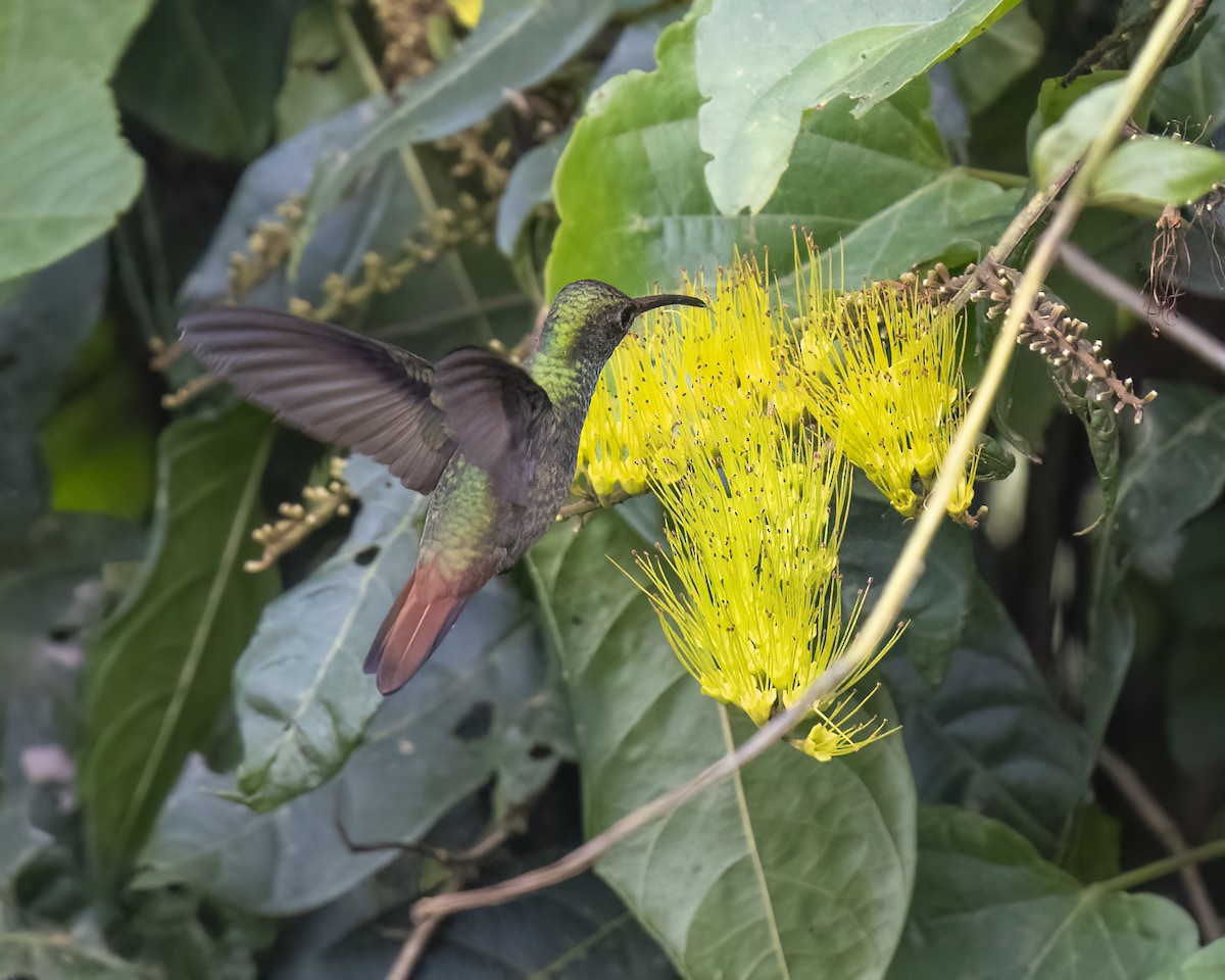 Rufous-tailed Hummingbird - ML615917616