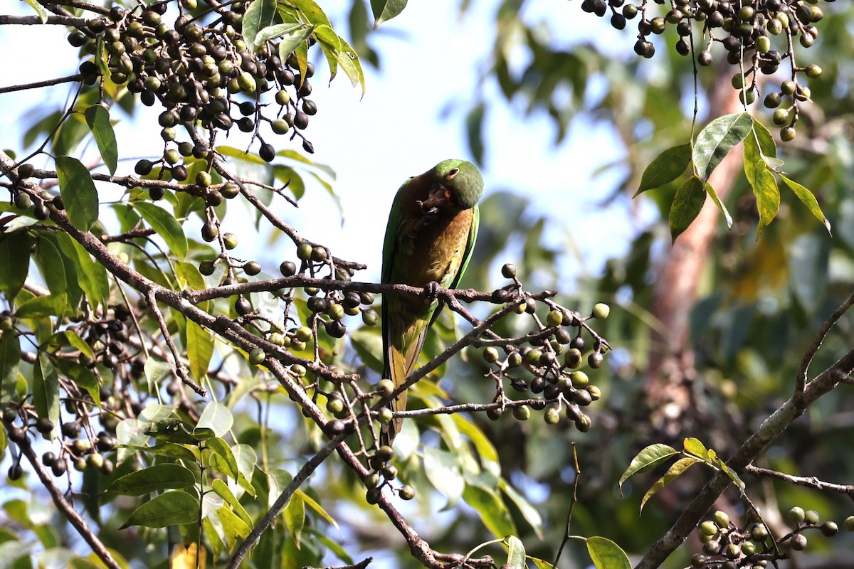 Olive-throated Parakeet - ML615917632